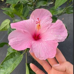 Meet your Posher, Janet